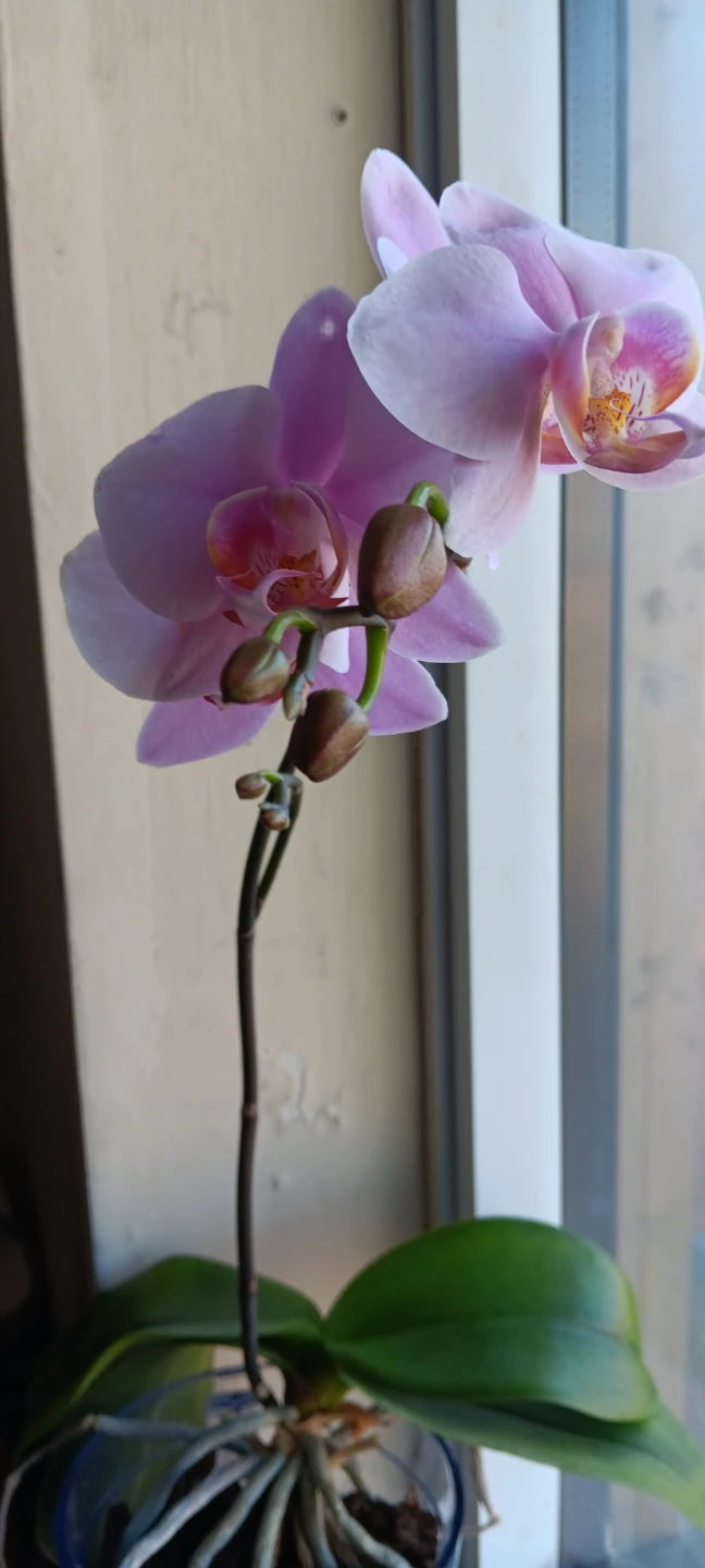 Healthy Phalaenopsis Orchid - photo 2