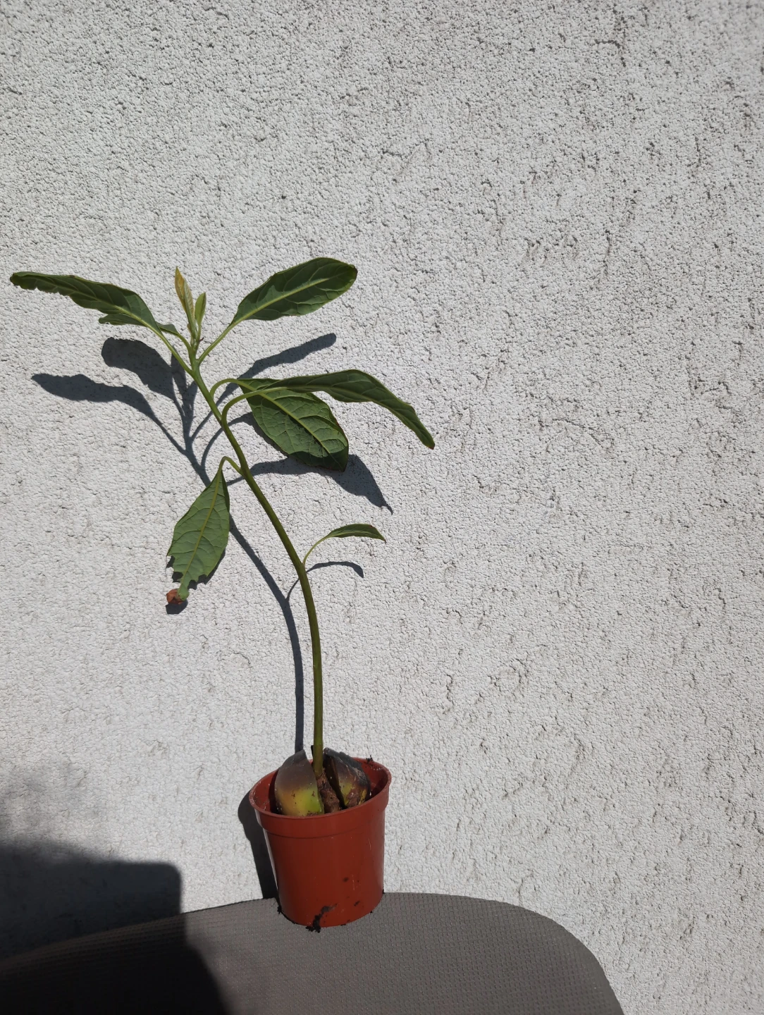 Young Avocado Plant