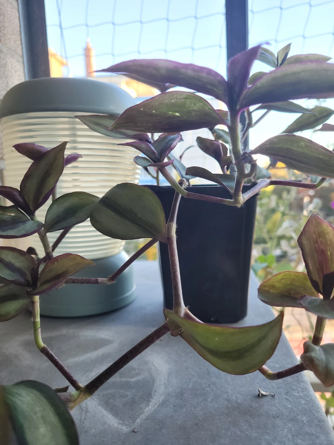 Tradescantia zebrina plant - photo 2