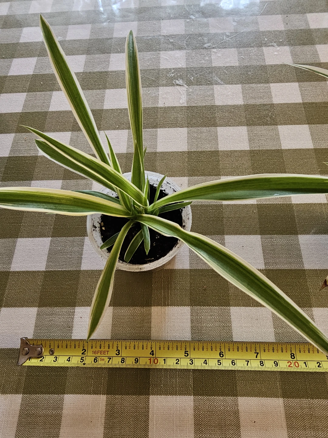 Variegated Spider Plant