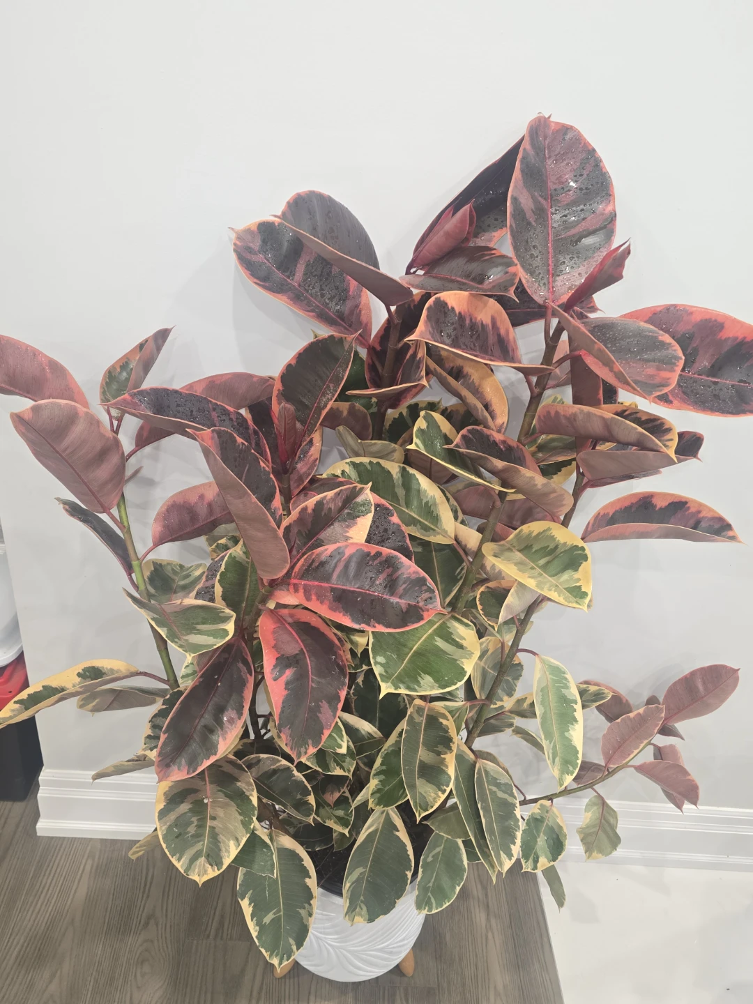 Variegated Rubber Tree Plant - photo 3