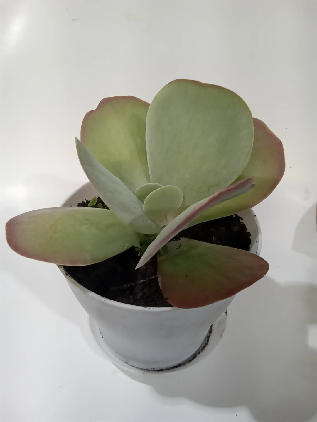 Kalanchoe Flapjack Succulent Plant