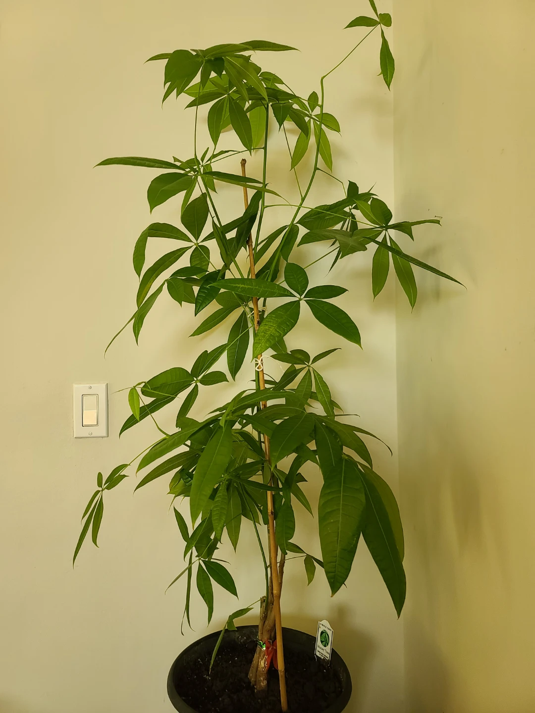 [Moving Sale] Healthy & Vibrant 1.3m Money Tree with Pot - photo 3