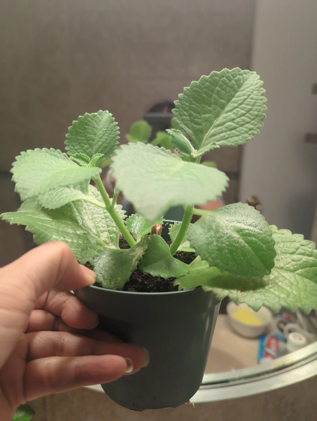 Cuban oregano plant  "ajwain plant" or ajwain patta Plant