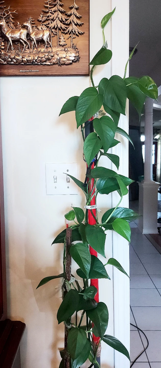 Healthy Pothos Houseplant with Support Poles - photo 4