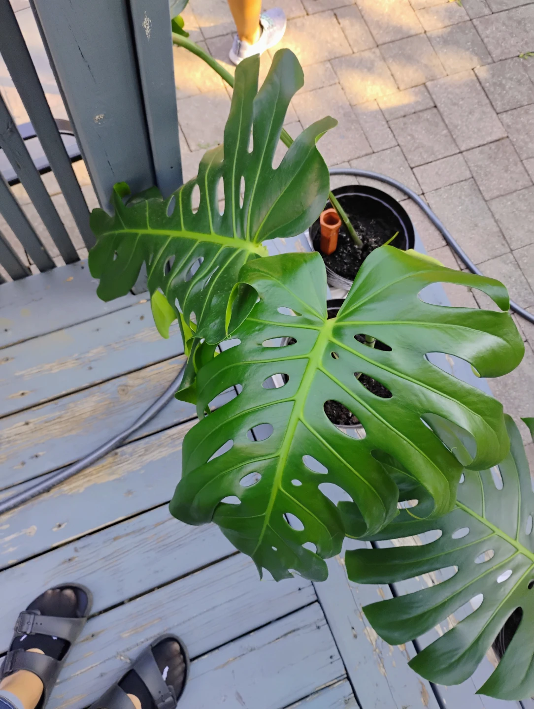 Monstera Deliciosa Houseplant - photo 3