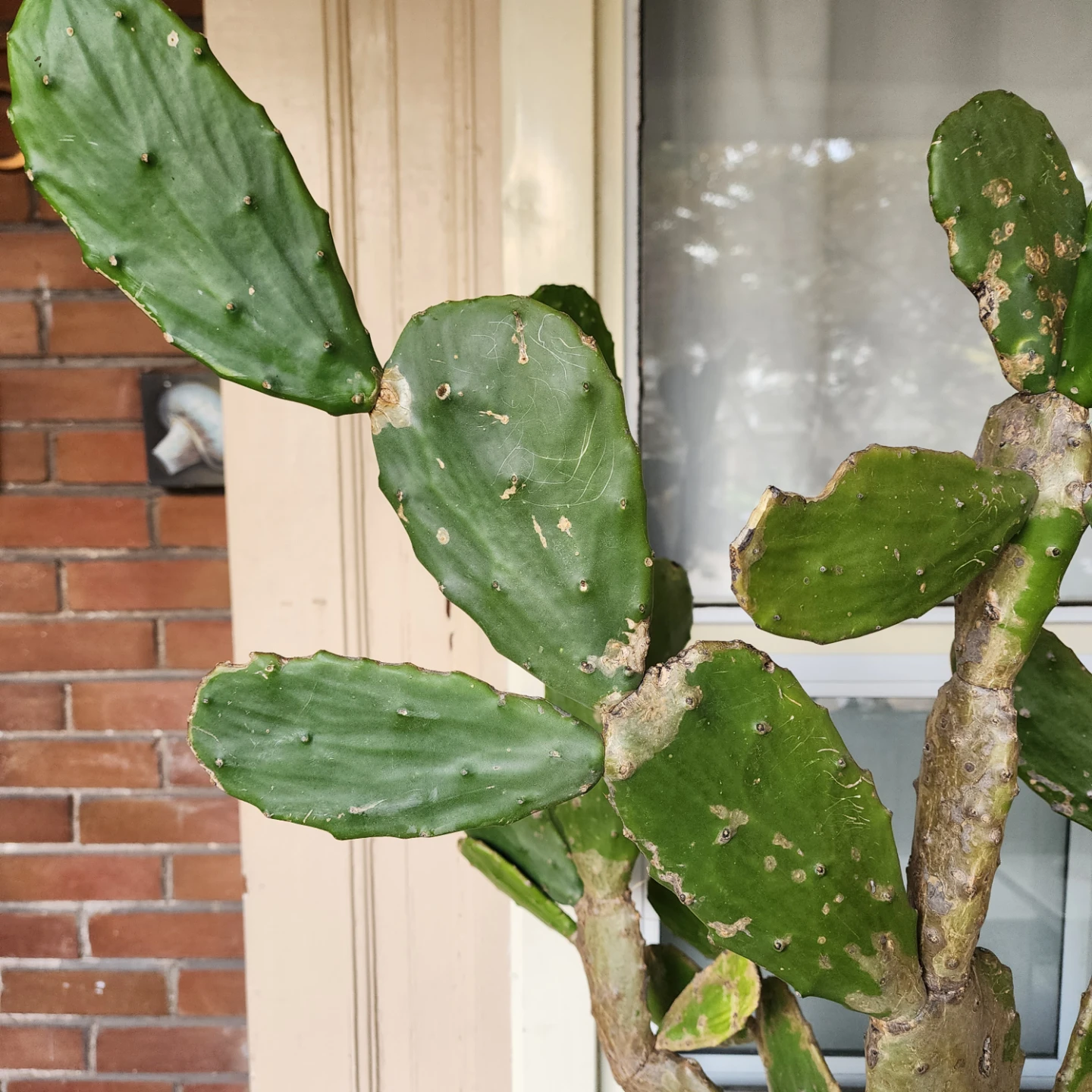 Large Prickly Pear Cactus in Metal Pot - photo 3