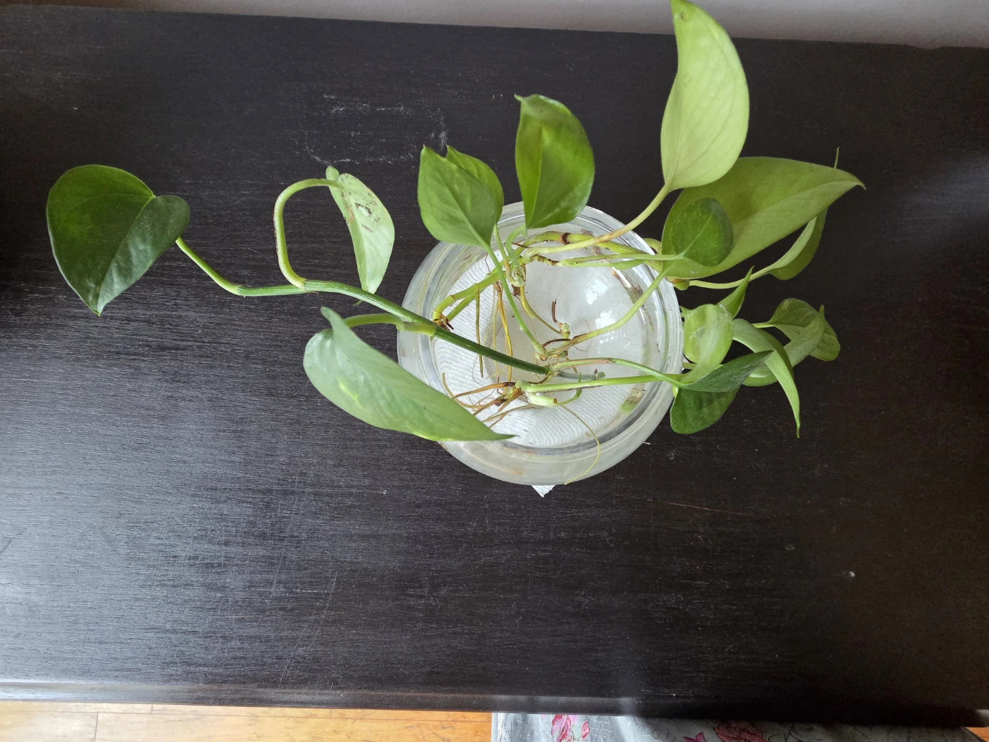 Pothos cutting in glass jar - photo 2