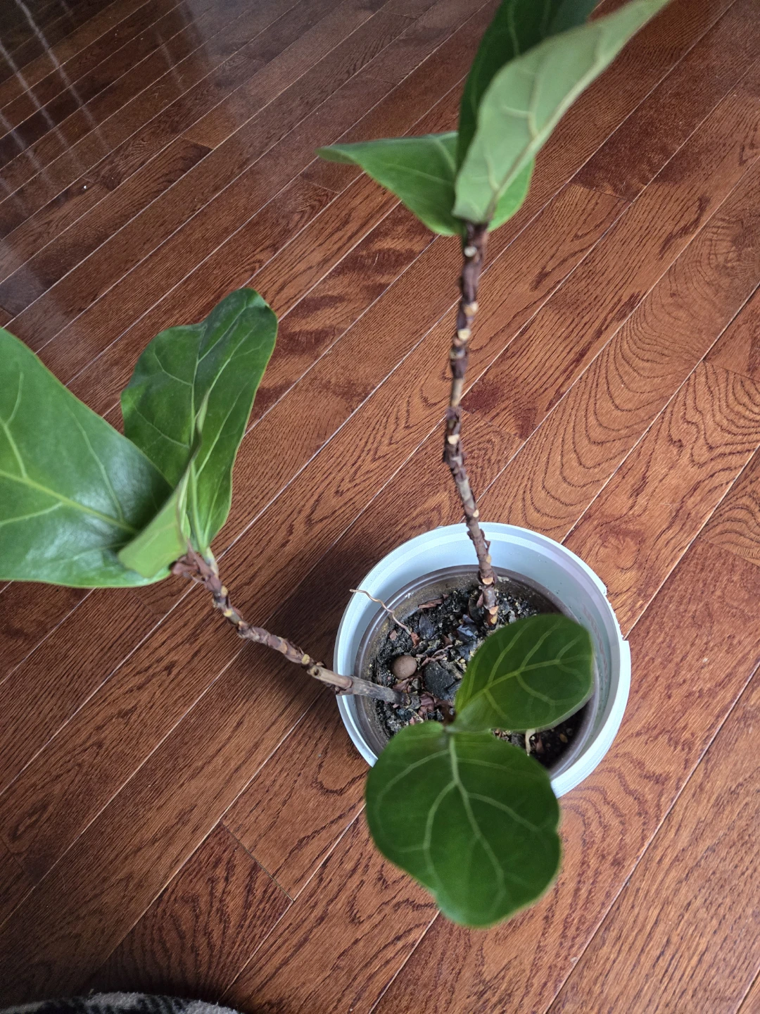 Fiddle Leaf Fig plant - photo 2