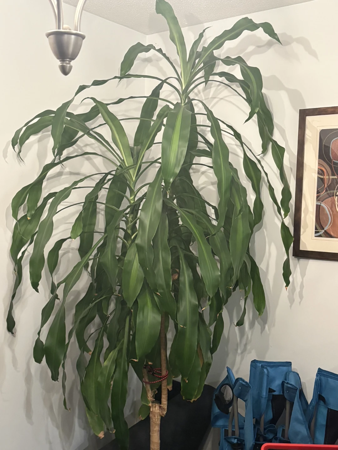 Plant for sale. Large Dracaena Fragans Massangeana Corn Plant