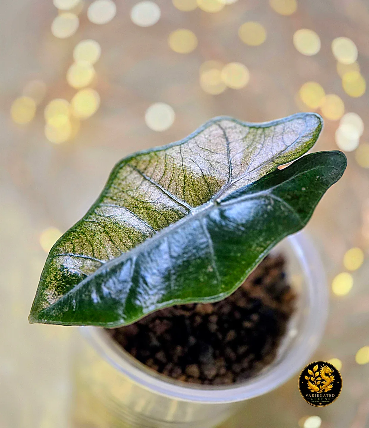 Alocasia pseudosanderiana “Rosewood Divide” - photo 5