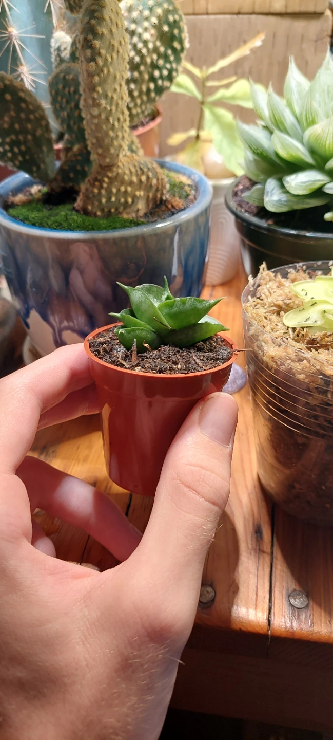 Mini snake plant  (Sansevieria)