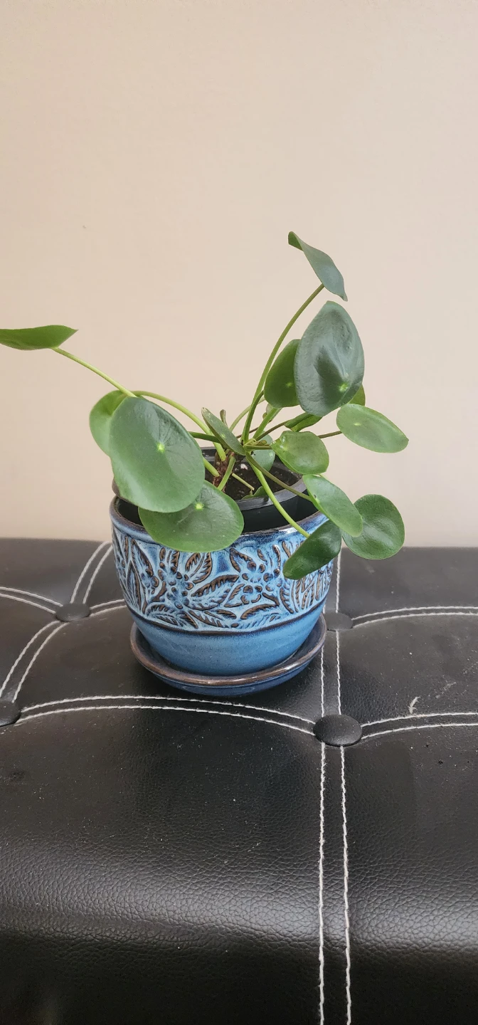 assorted decorative pots - photo 4