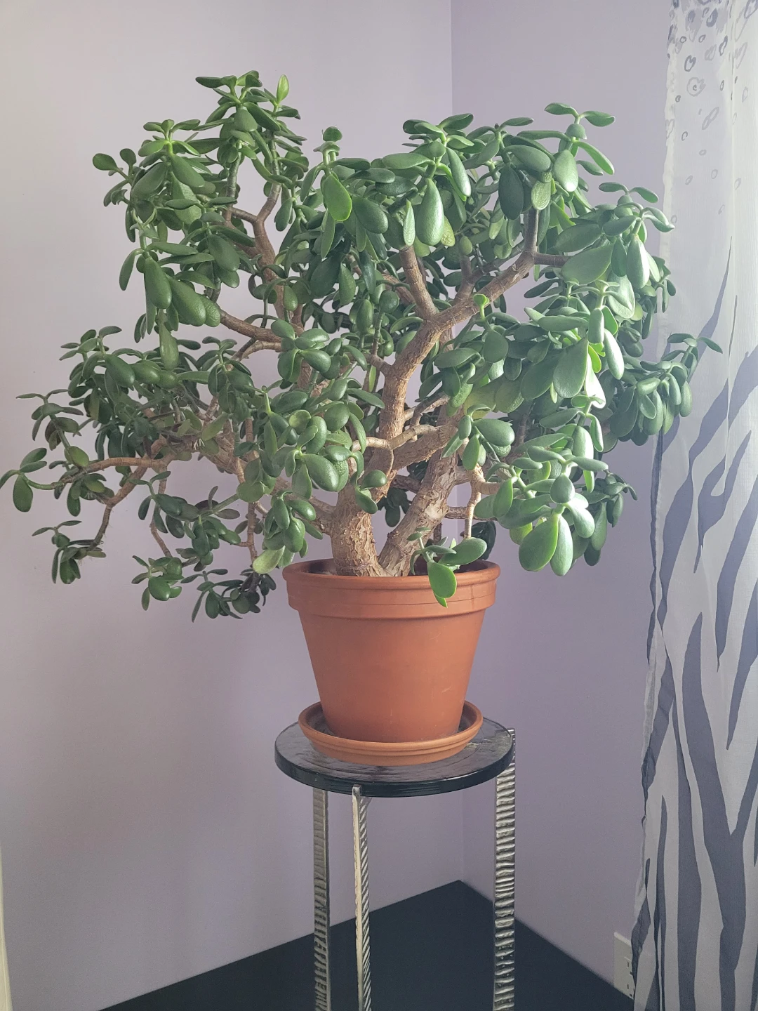 Large Healthy 40-50yr Flowering Jade Plant with Terracotta Pot - photo 3