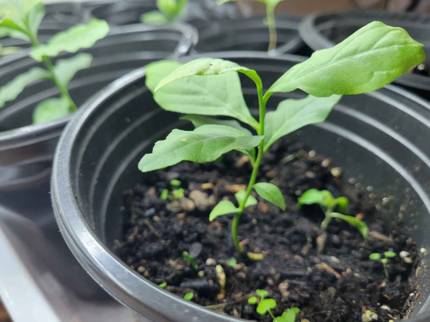 Indian Woodapple Seedling , Aegle Marmelos, Beal - photo 3