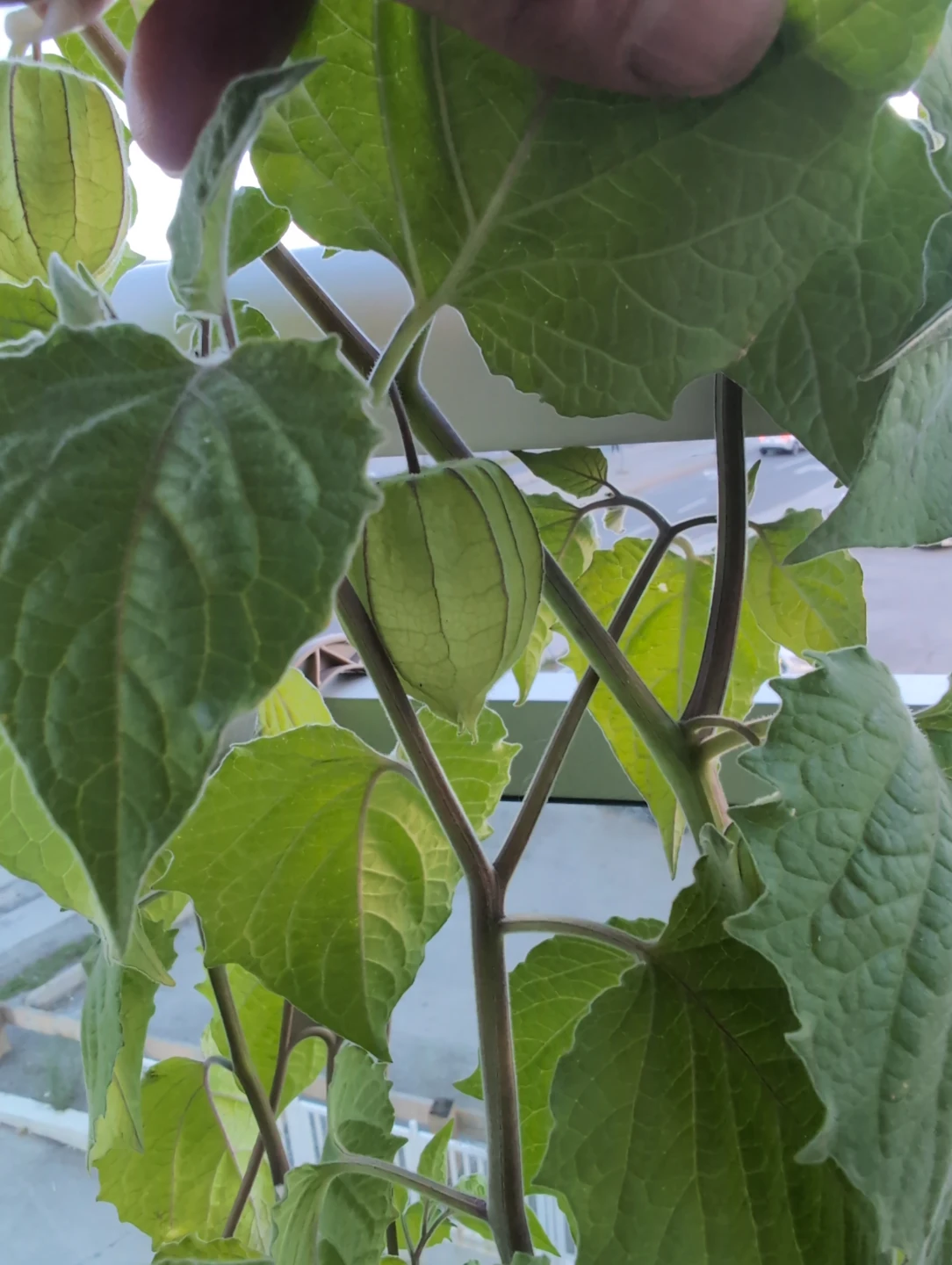 Golden berry plant in hanging pot - photo 2