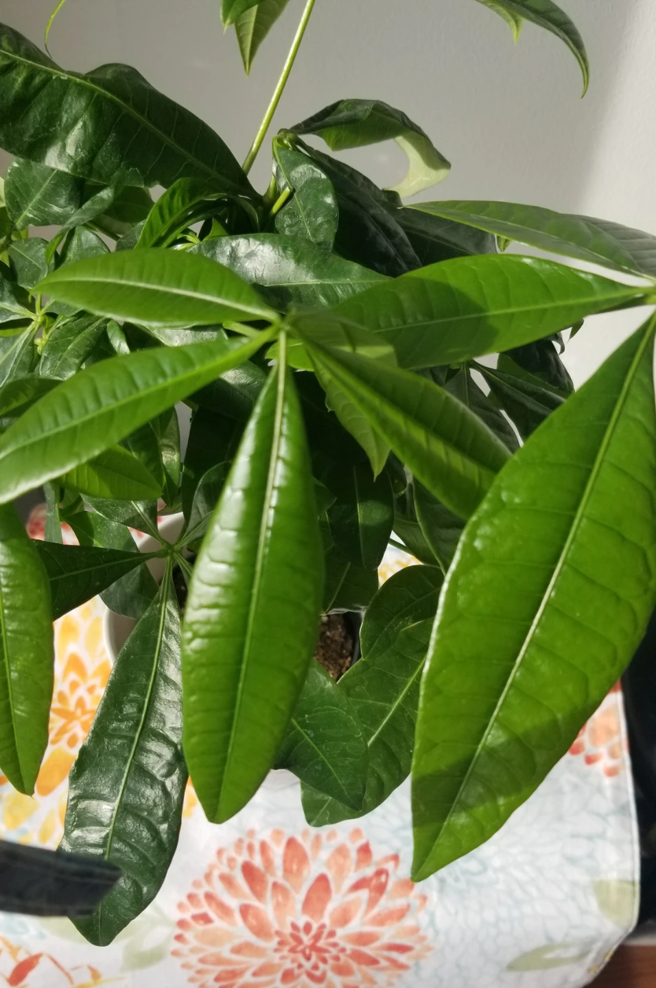 Money Tree Plant + White Ceramic Pot - photo 4