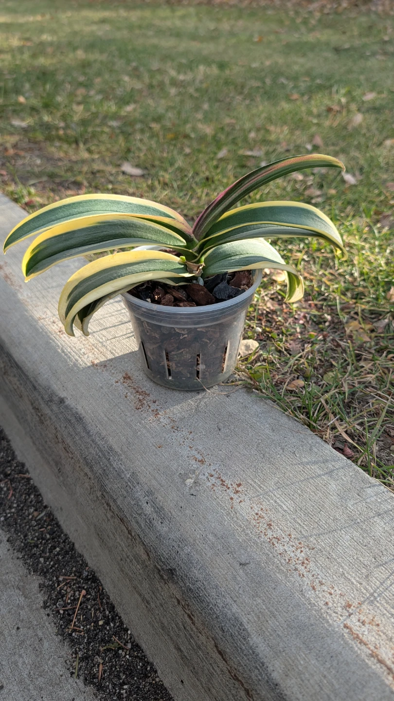 Variegated Phalaenopsis Orchid - photo 4