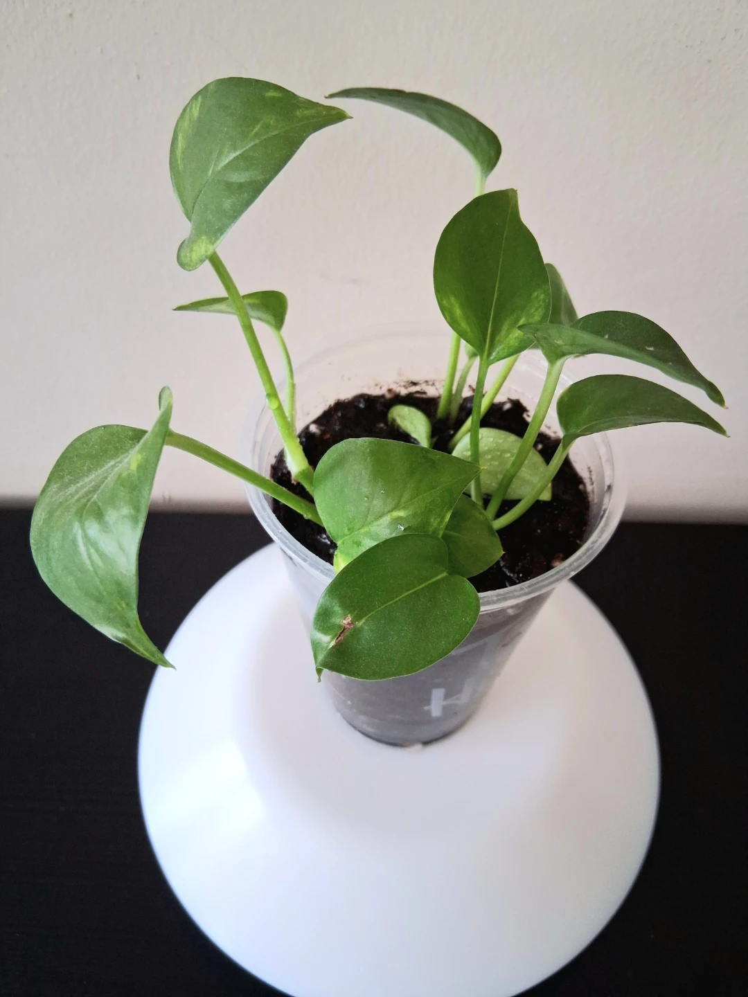 🌱 Golden Pothos 🌻 - photo 4