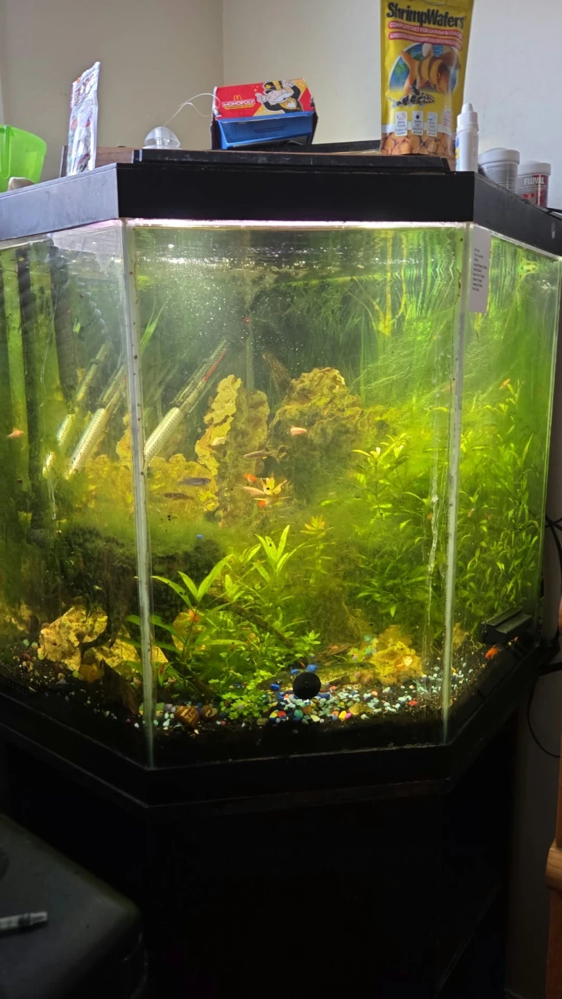 Hexagonal Aquarium Tank