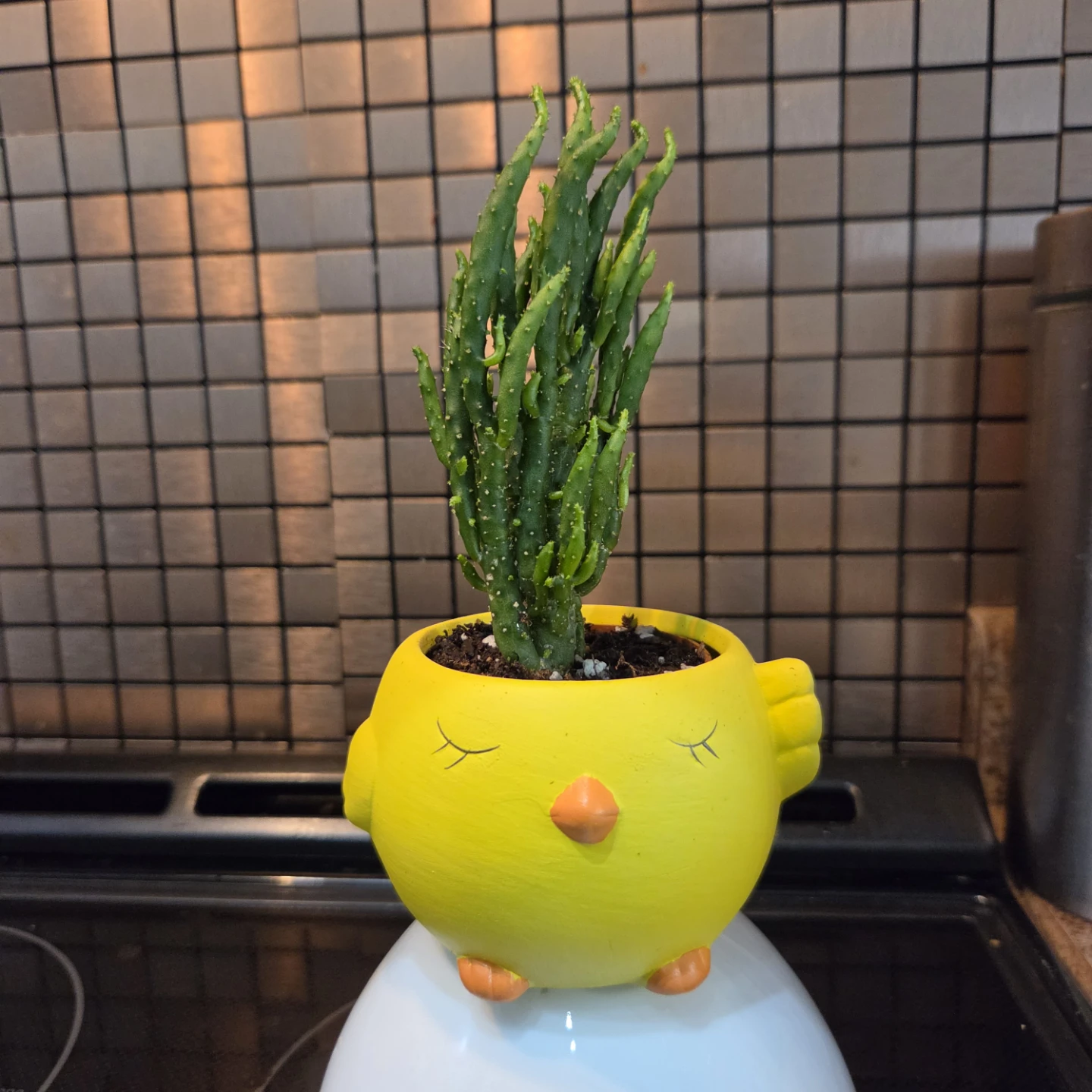 Cactus in yellow chick planter