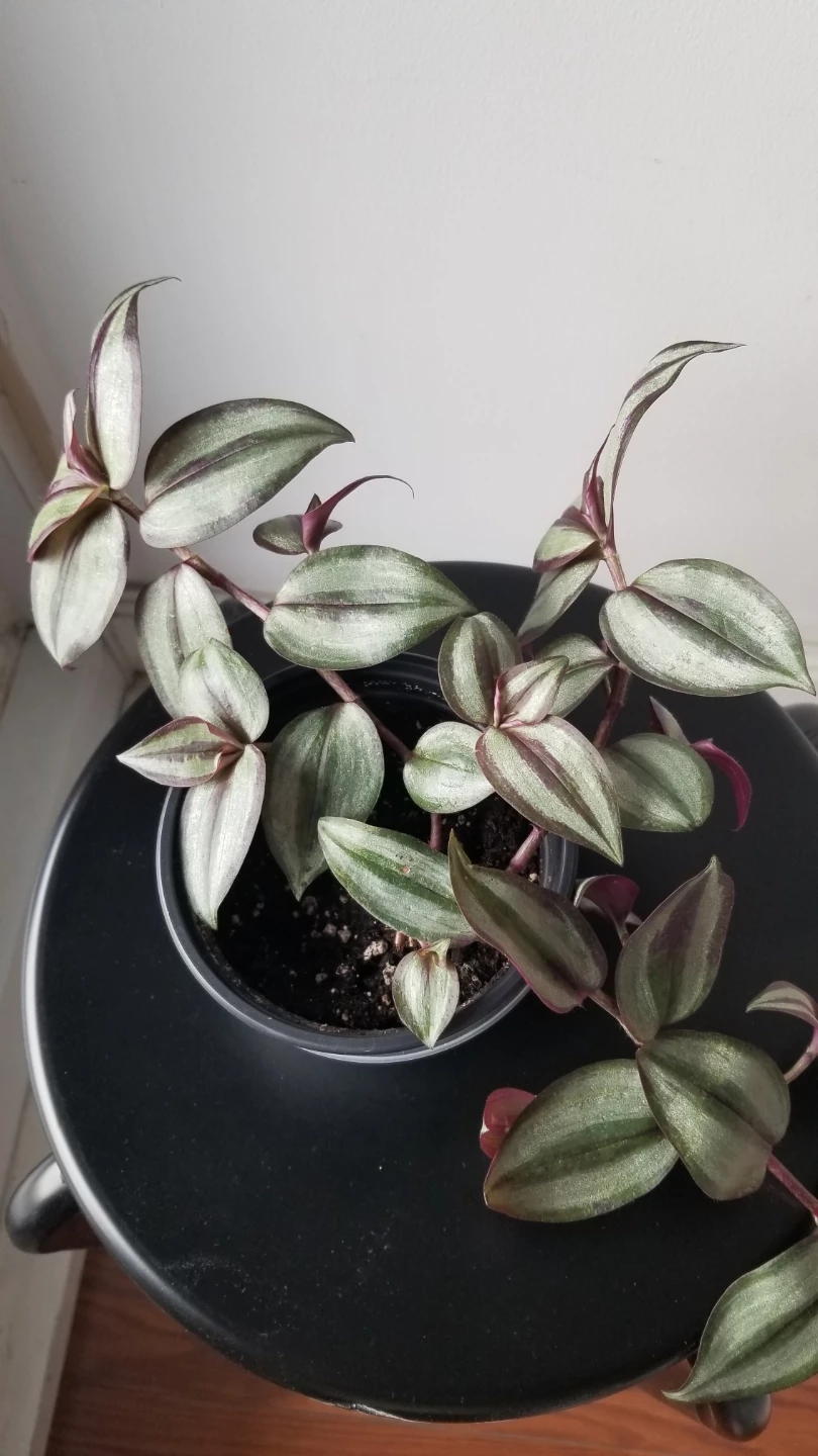 Tradescantia Zebrina+White Ceramic Pot( Read Description) - photo 2