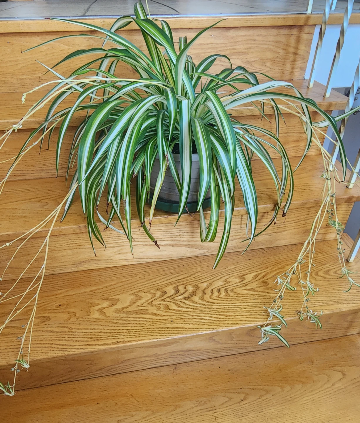 Spider Plants