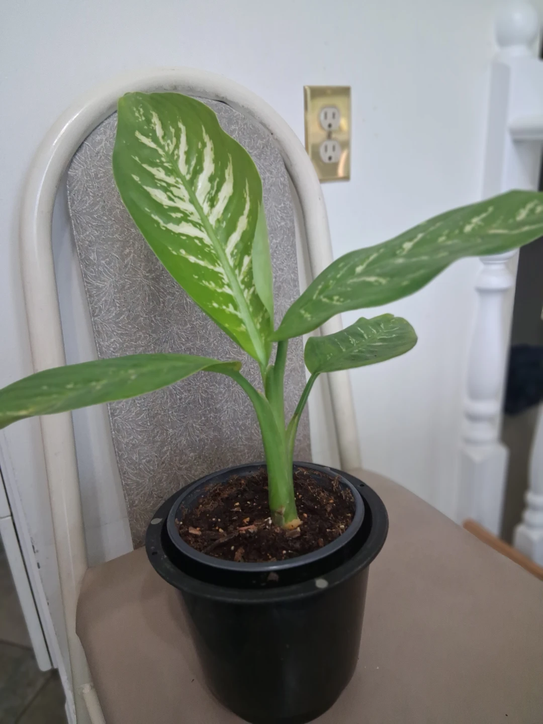 Dieffenbachia Houseplant - photo 2