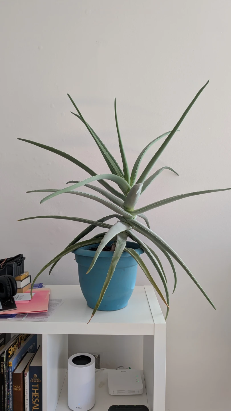 Large Healthy Aloe Vera Plant in Blue Pot - photo 3