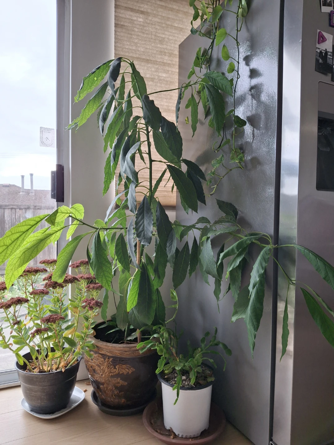 Large Avocado Plant in Decorative Ceramic Pot