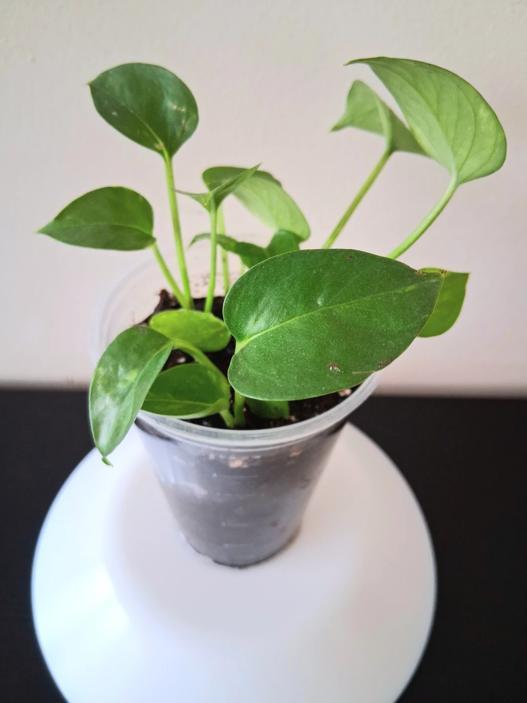 🌱 Golden Pothos 🌻 - photo 5