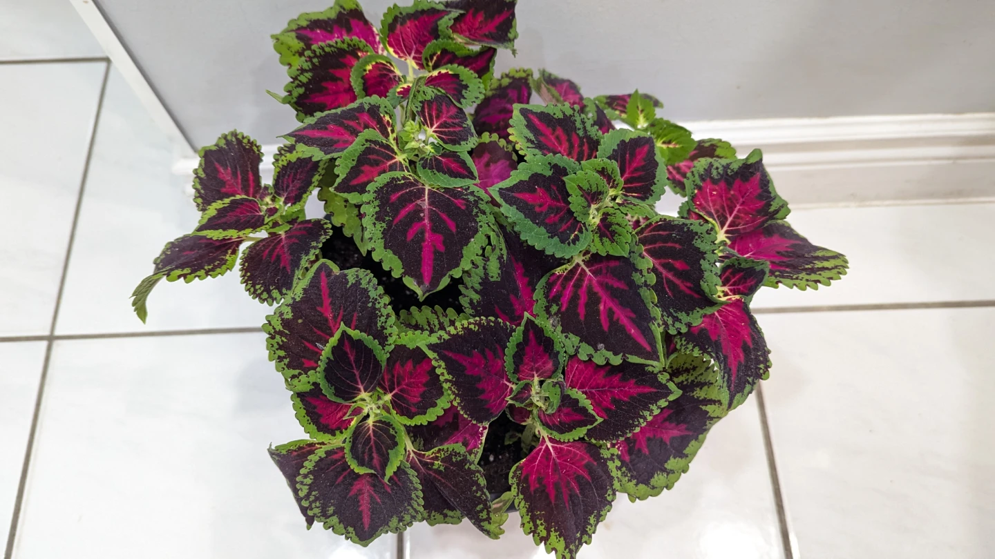 Coleus plant in pot