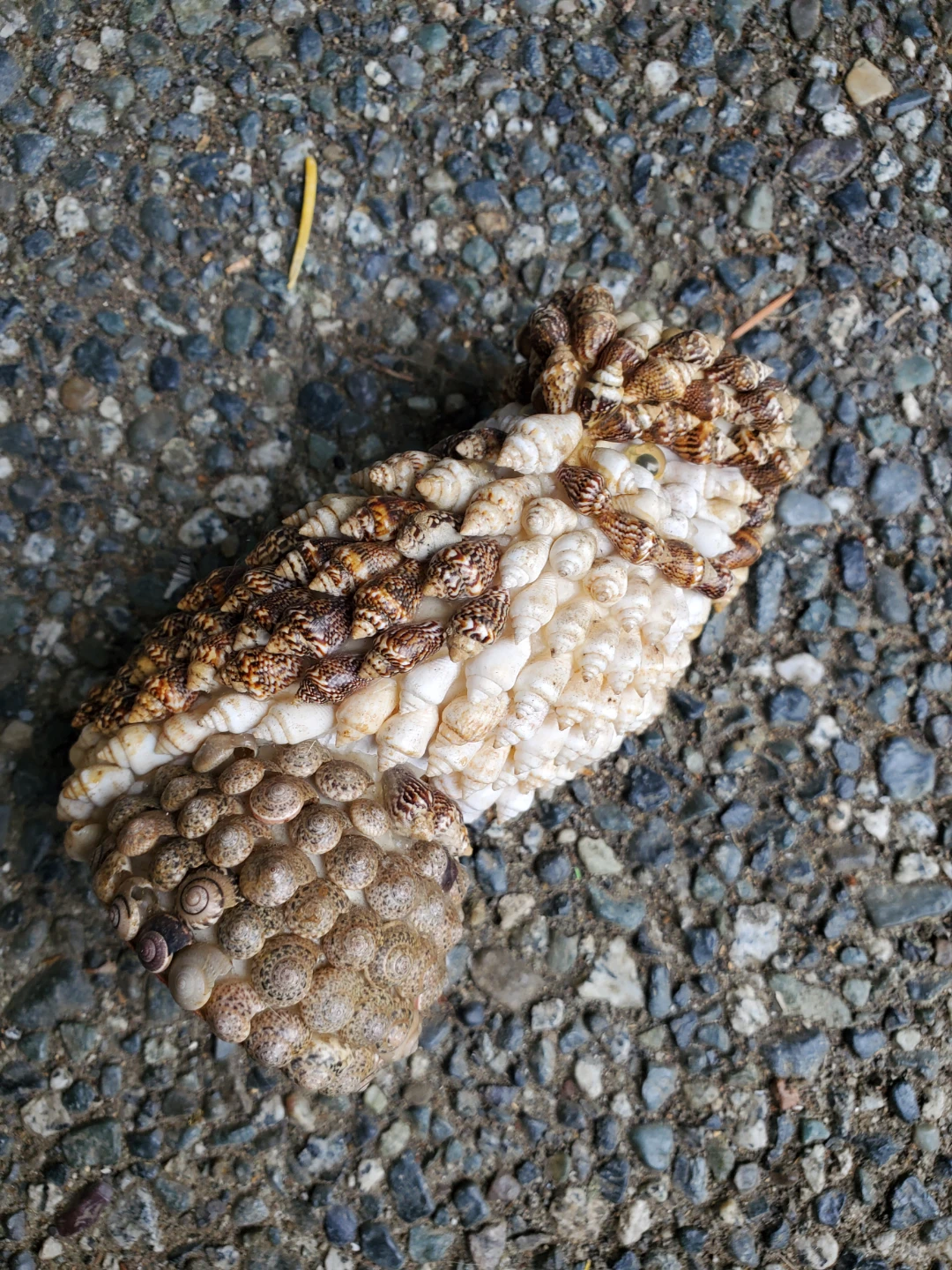 Handmade Seashell Owl Figurine - photo 5