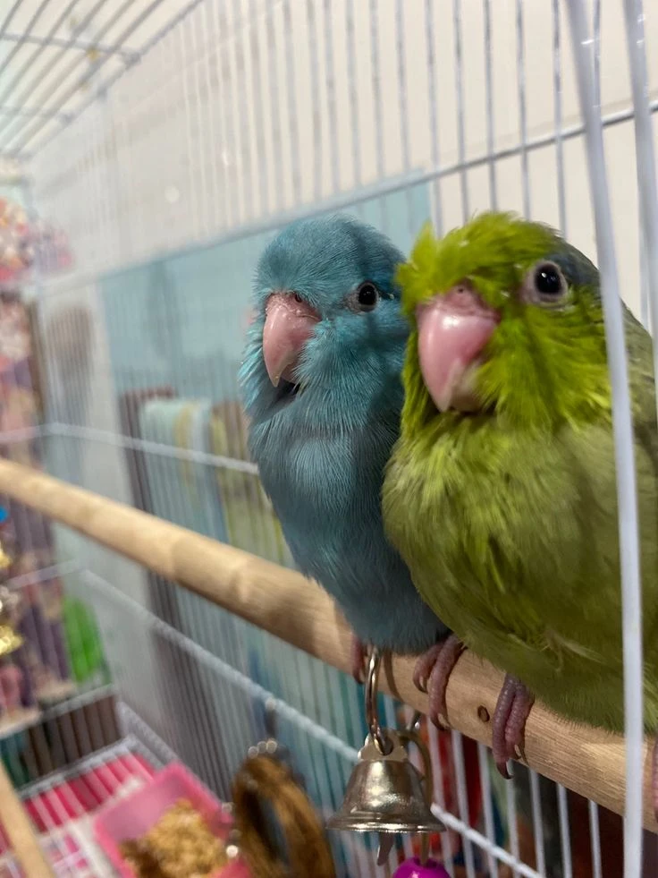 BIRD BOARDING AVAILABLE