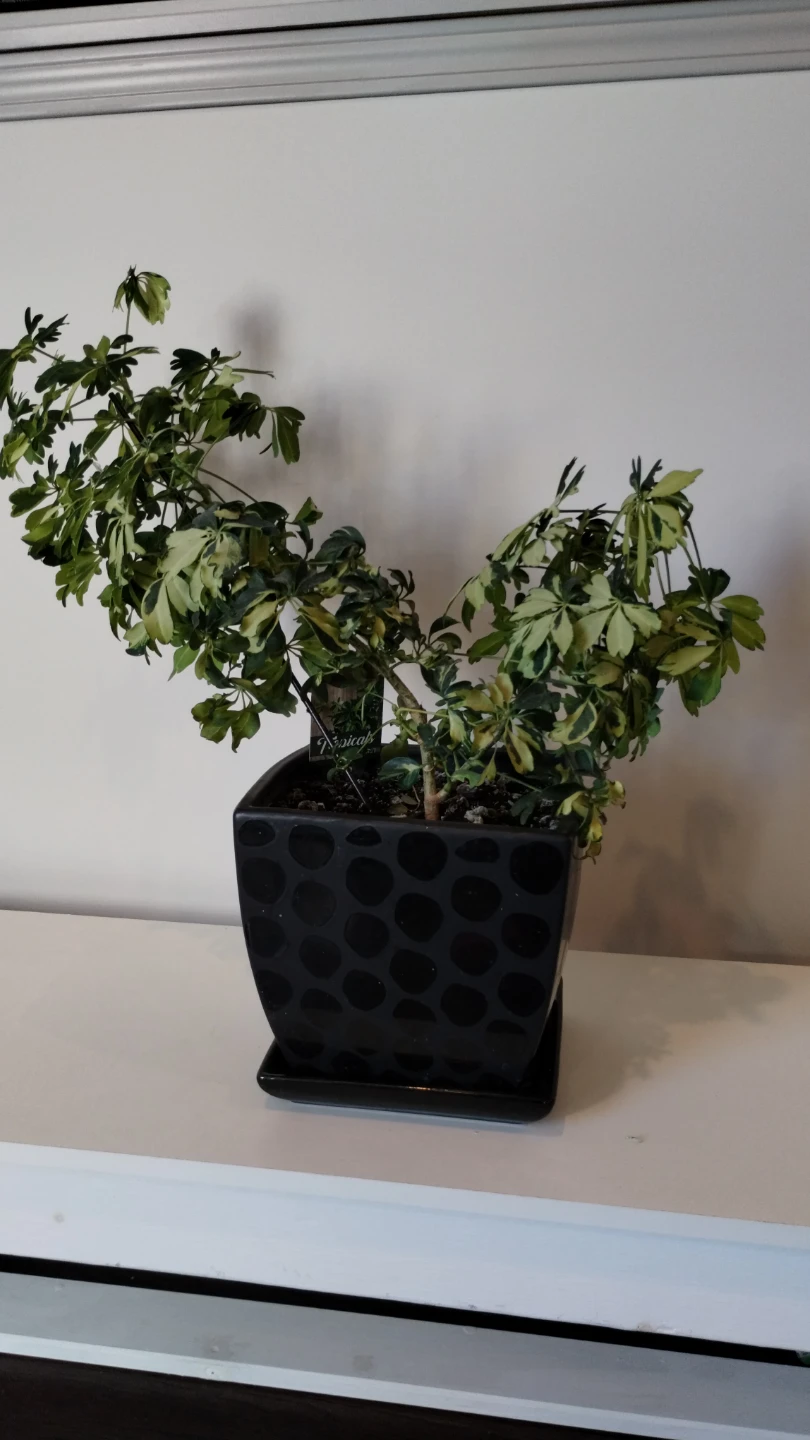 Variegated Schefflera Plant in Ceramic Pot - photo 2