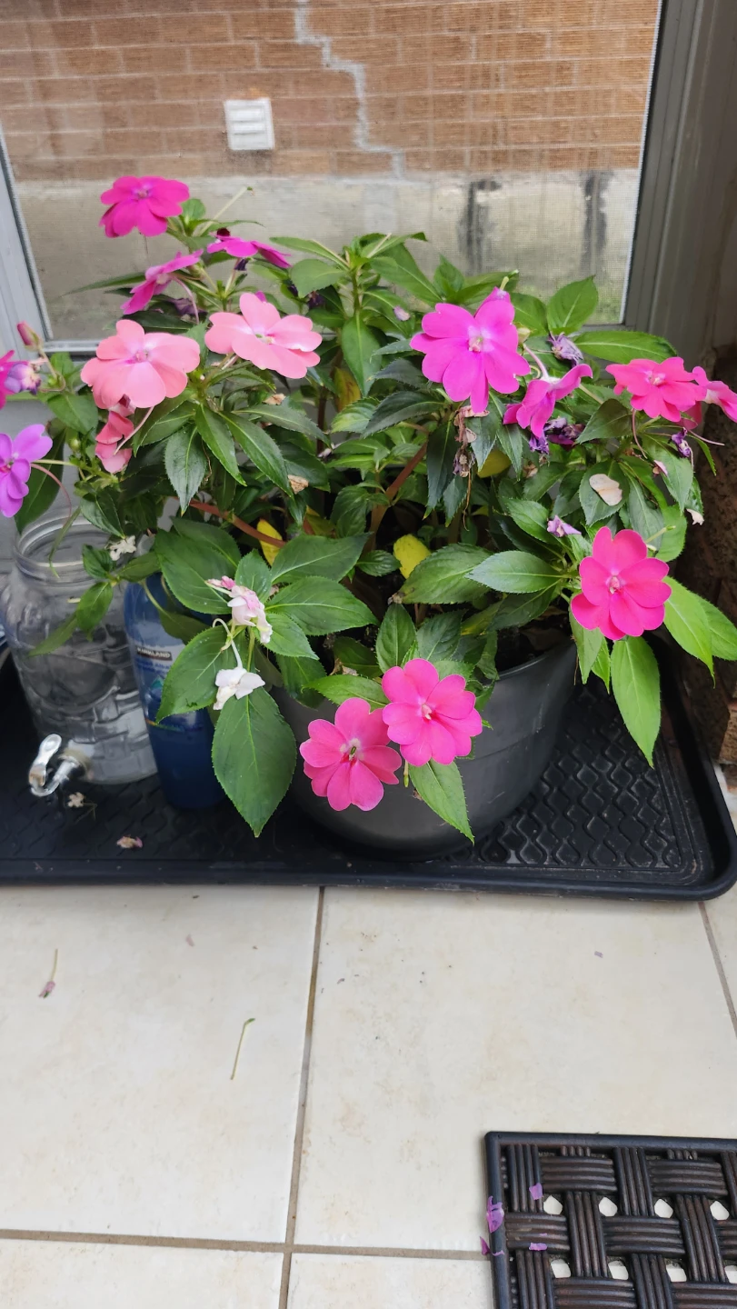 Impatiens flower plant in a plastic pot