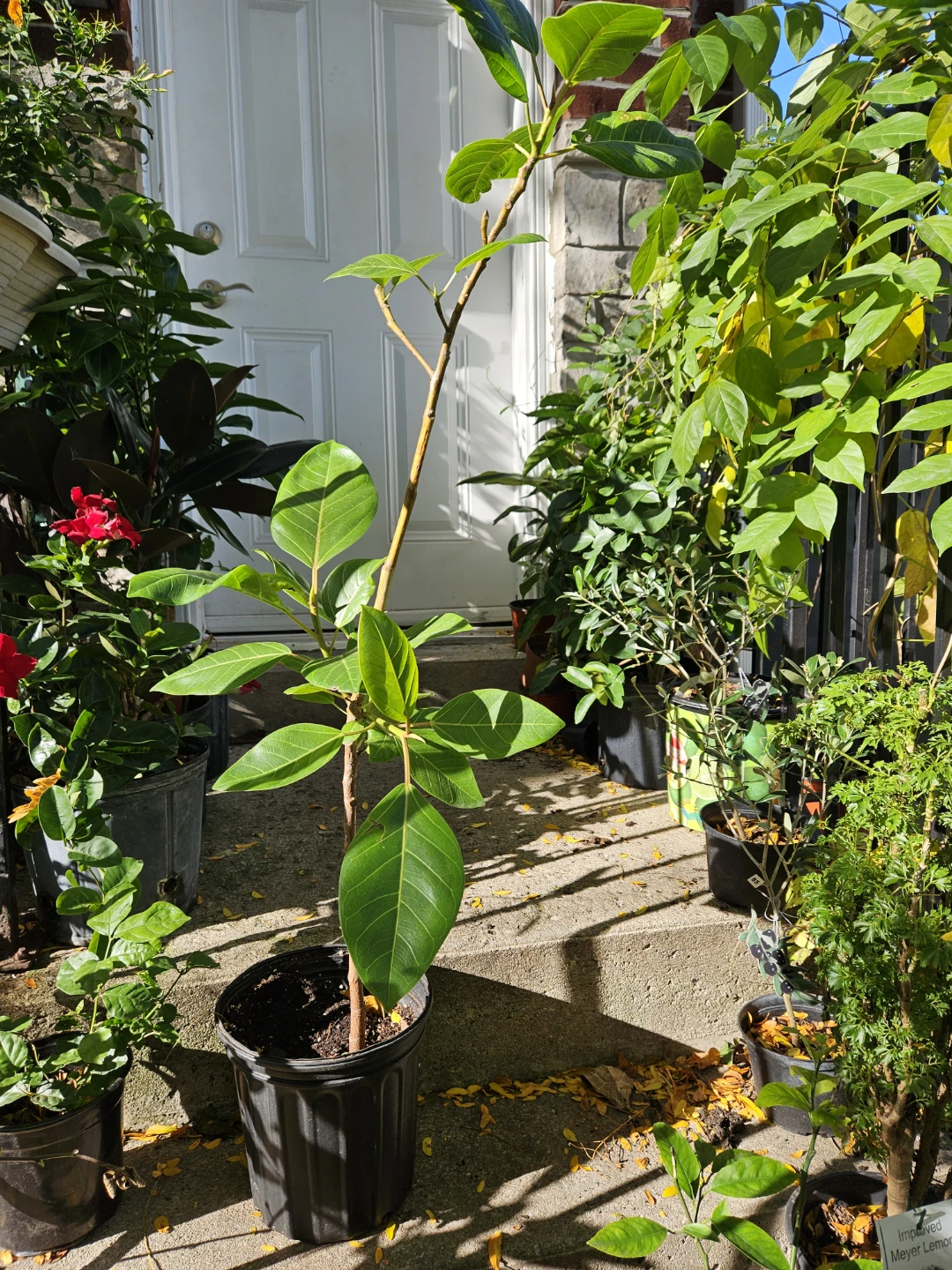 Ficus Audrey plant - photo 2