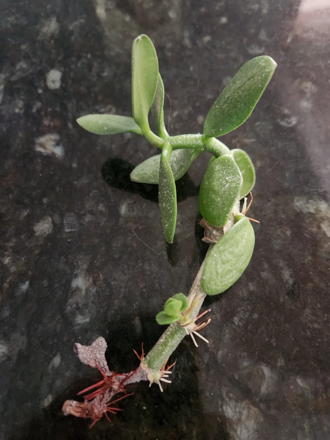 Jade Plant Cutting