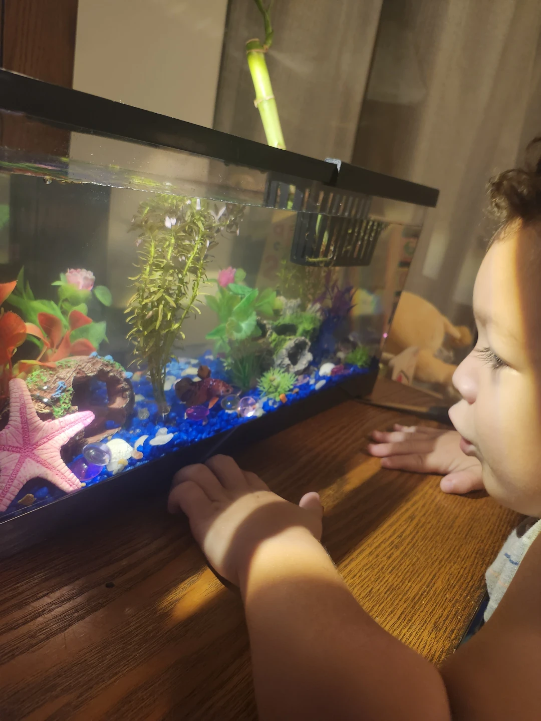 fish tank comes with everything - photo 2