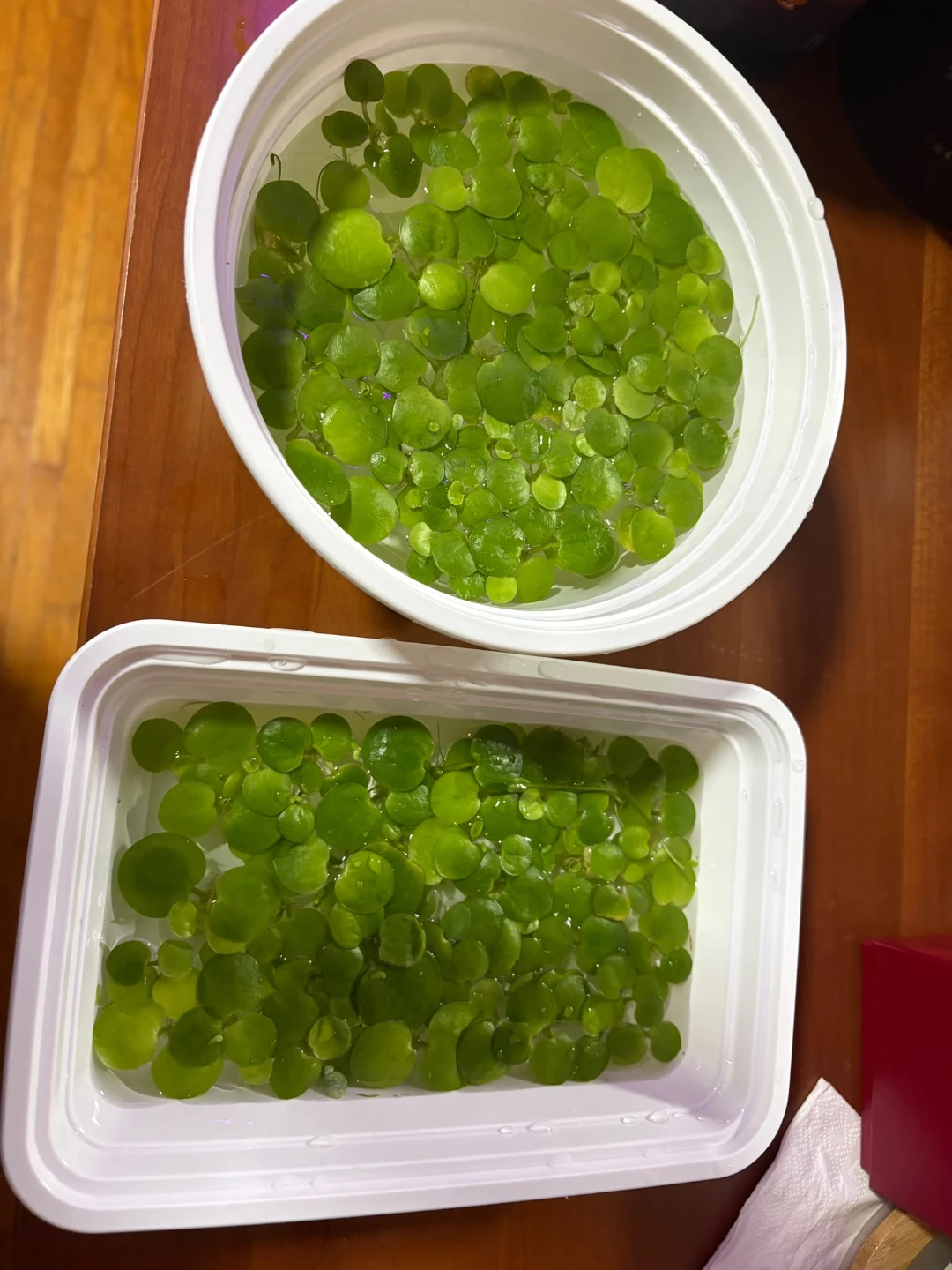 Amazon Frogbit Aquarium Floating Plants