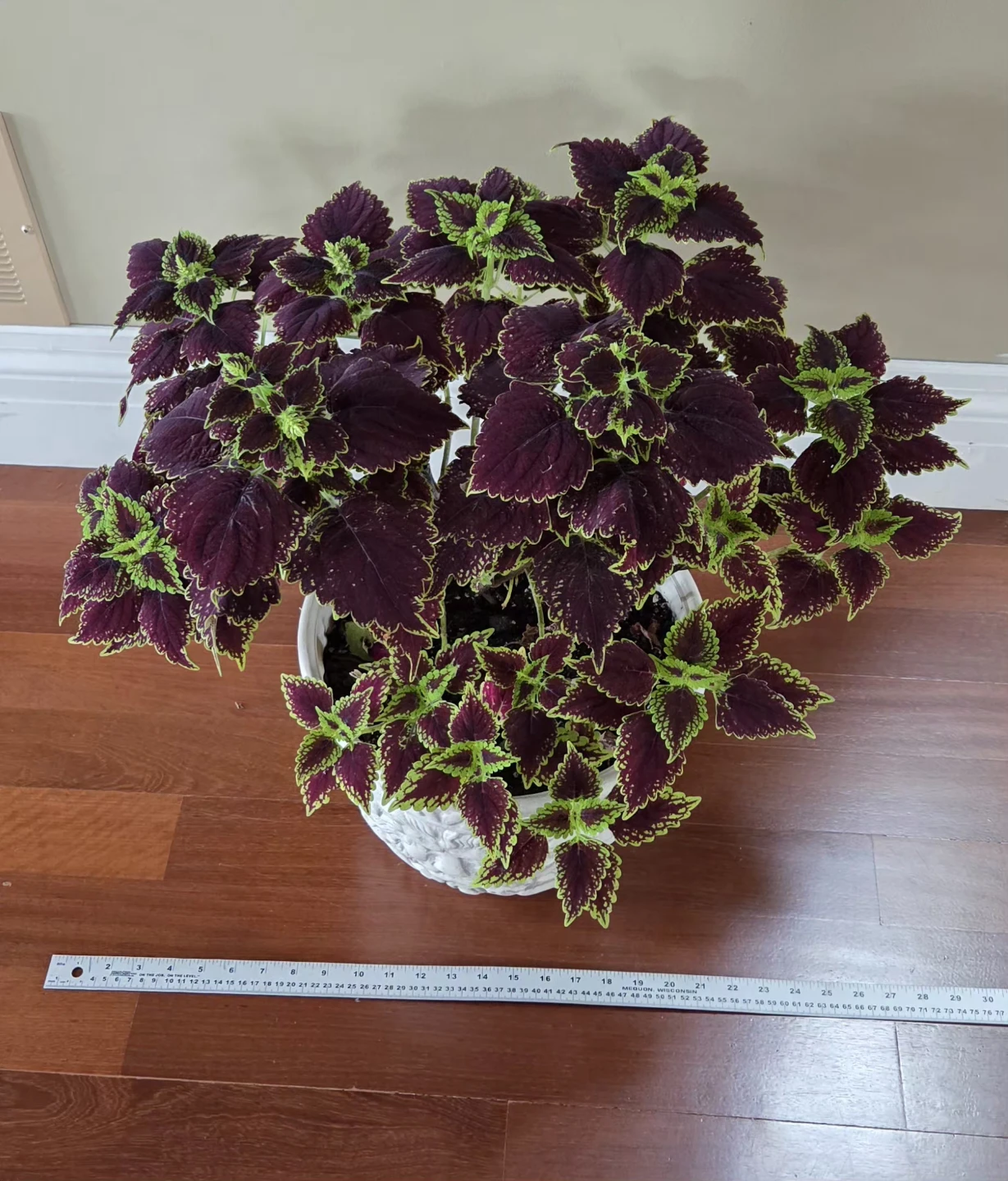 Coleus