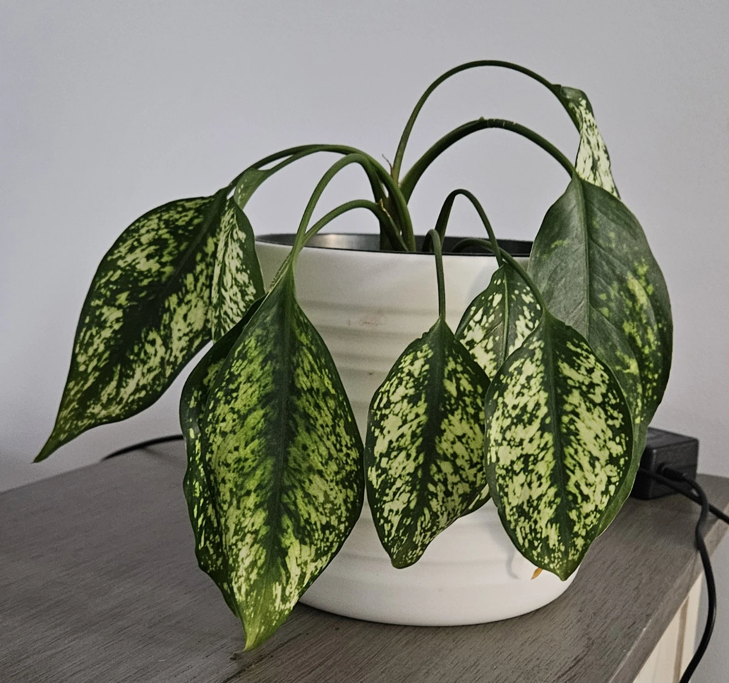 Indoor Plant