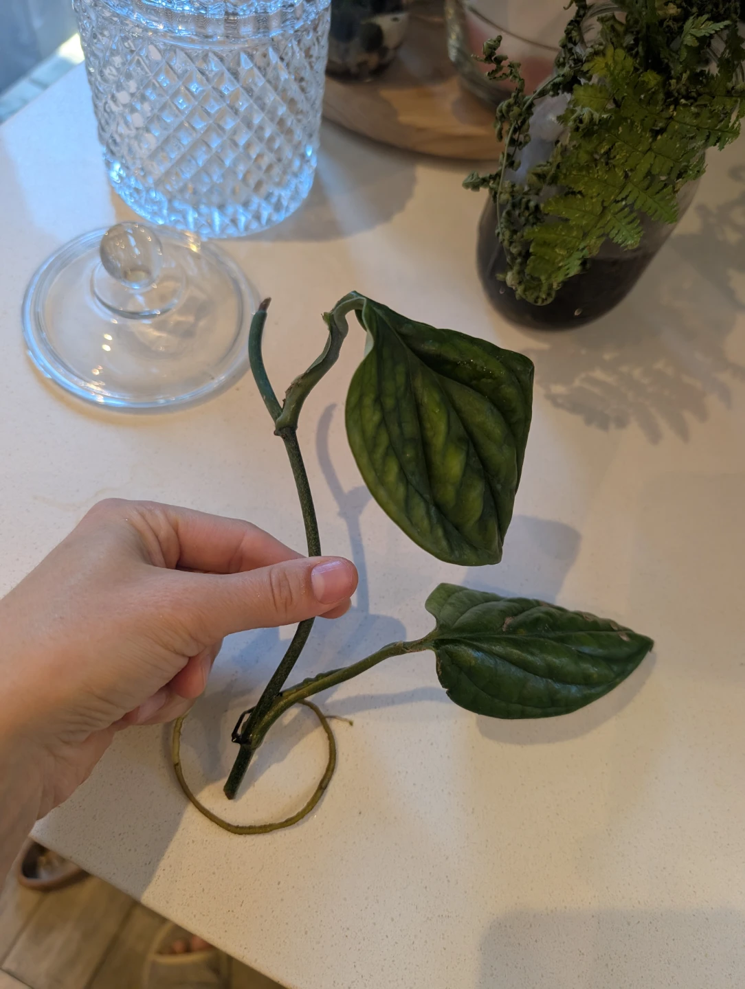 Monstera Peru plant cutting