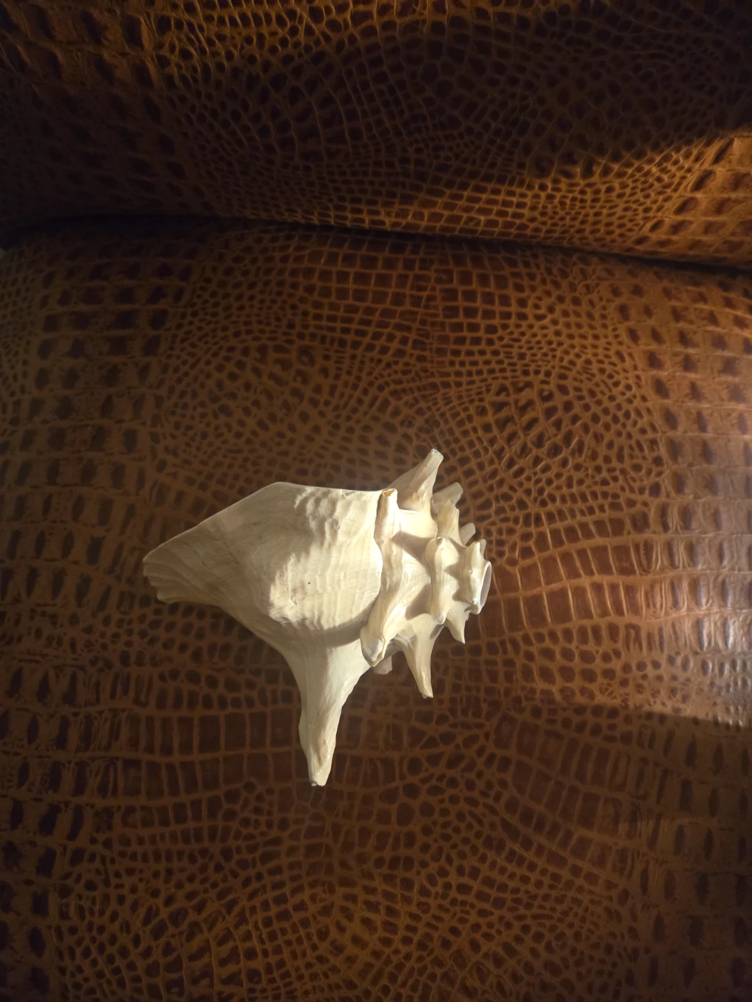 Large Natural Conch Shell - photo 4