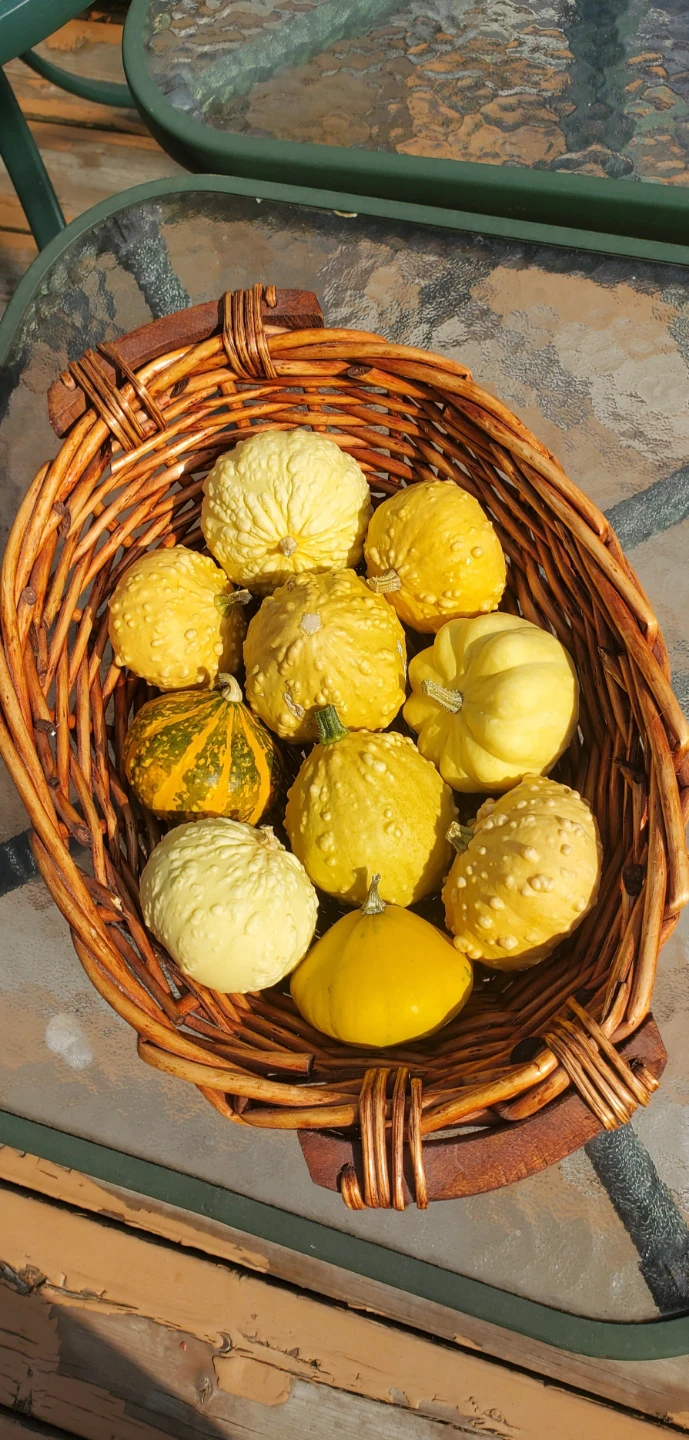 Home Grown Squashes