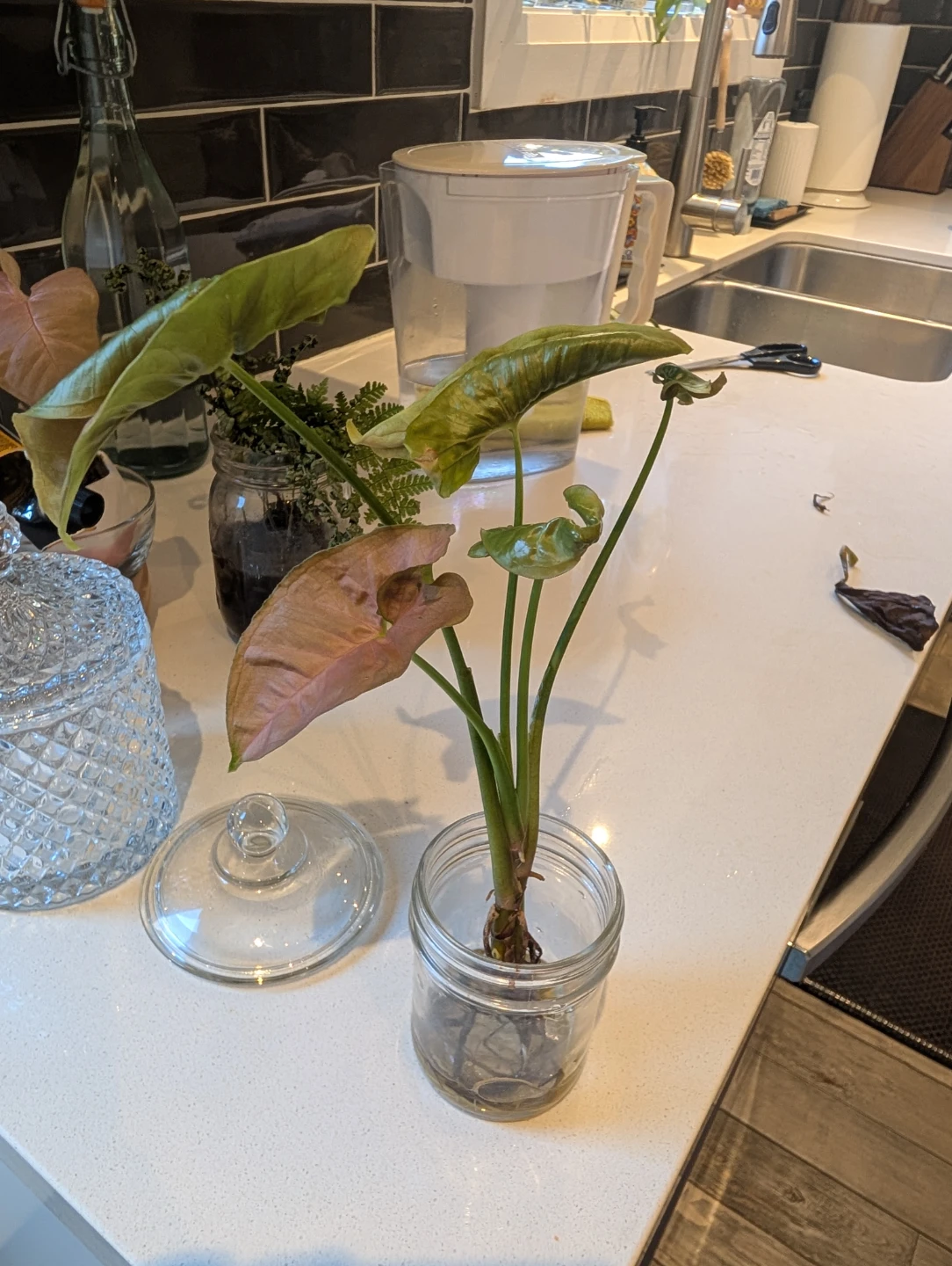 Pink arrowhead Syngonium rooted cutting/plant - photo 3