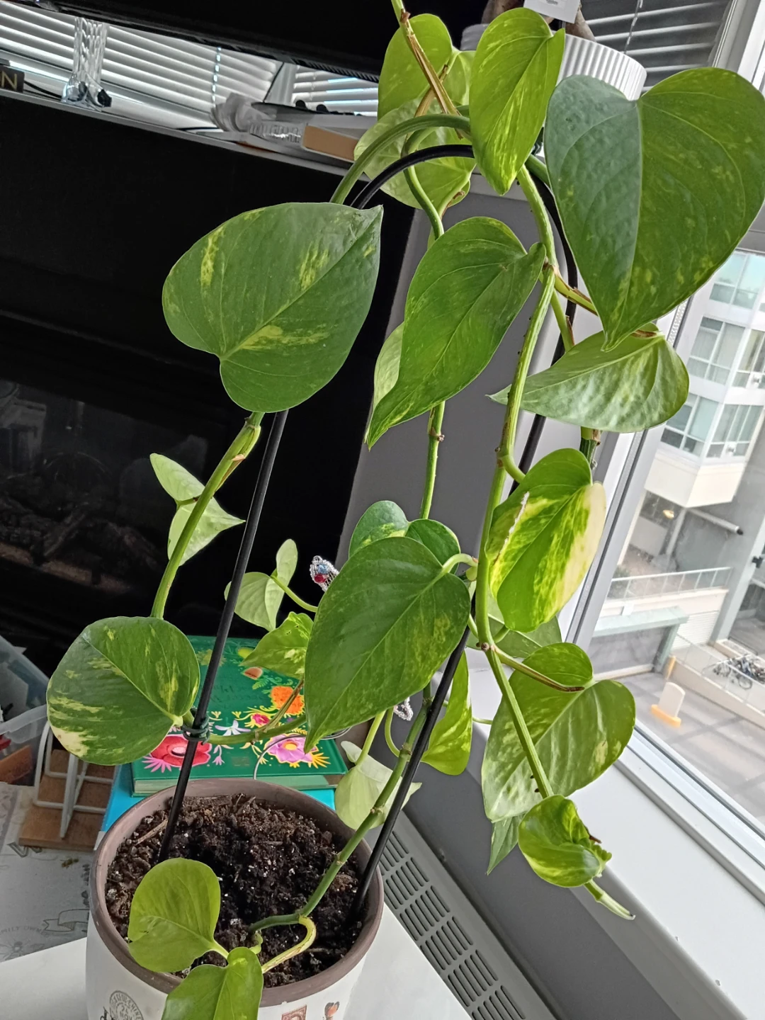 Pothos plant in decorative vintage-style pot