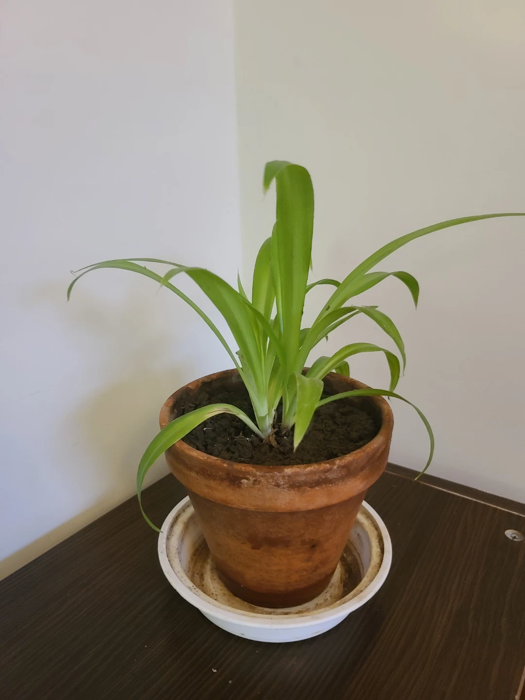 [Moving Sale] Healthy & Vibrant Spider Plant with Terracotta Pot - photo 3