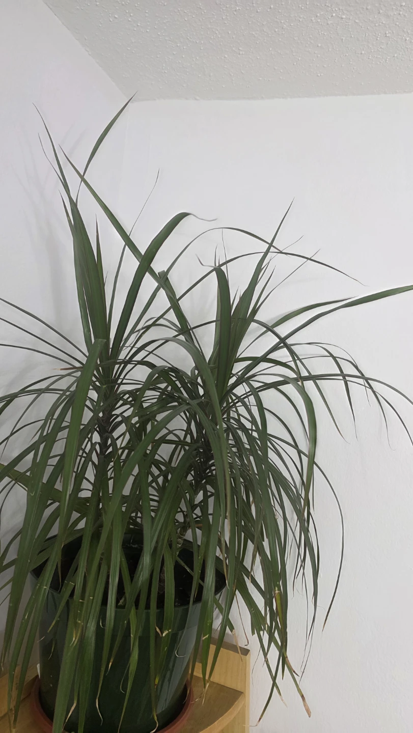 Dracaena Marginata Houseplant - photo 2