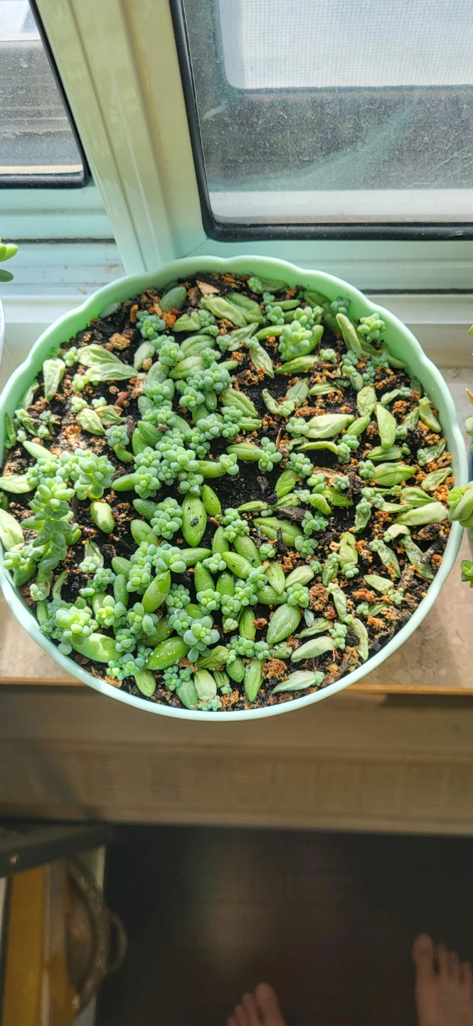 Burro's Tails in beautiful plastic pot - photo 2